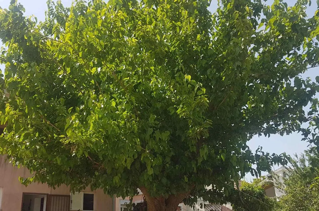 Apartment Sanja بريمونتيرا